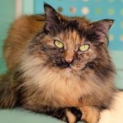 Willow, an adoptable Domestic Long Hair in Northville, MI_image-1