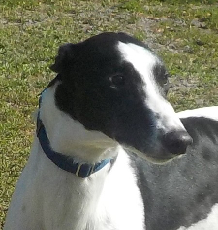 BANJO (Prison Trained), an adoptable Greyhound in Tampa, FL, 33607 | Photo Image 3