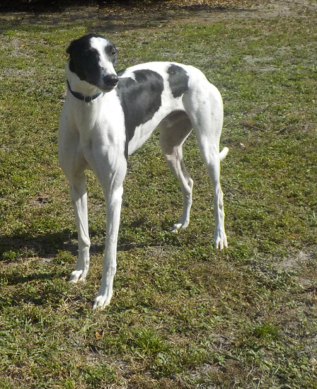 BANJO (Prison Trained), an adoptable Greyhound in Tampa, FL, 33607 | Photo Image 4