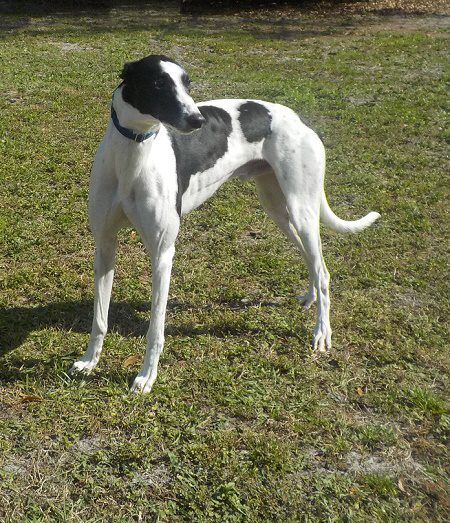 BANJO (Prison Trained), an adoptable Greyhound in Tampa, FL, 33607 | Photo Image 5