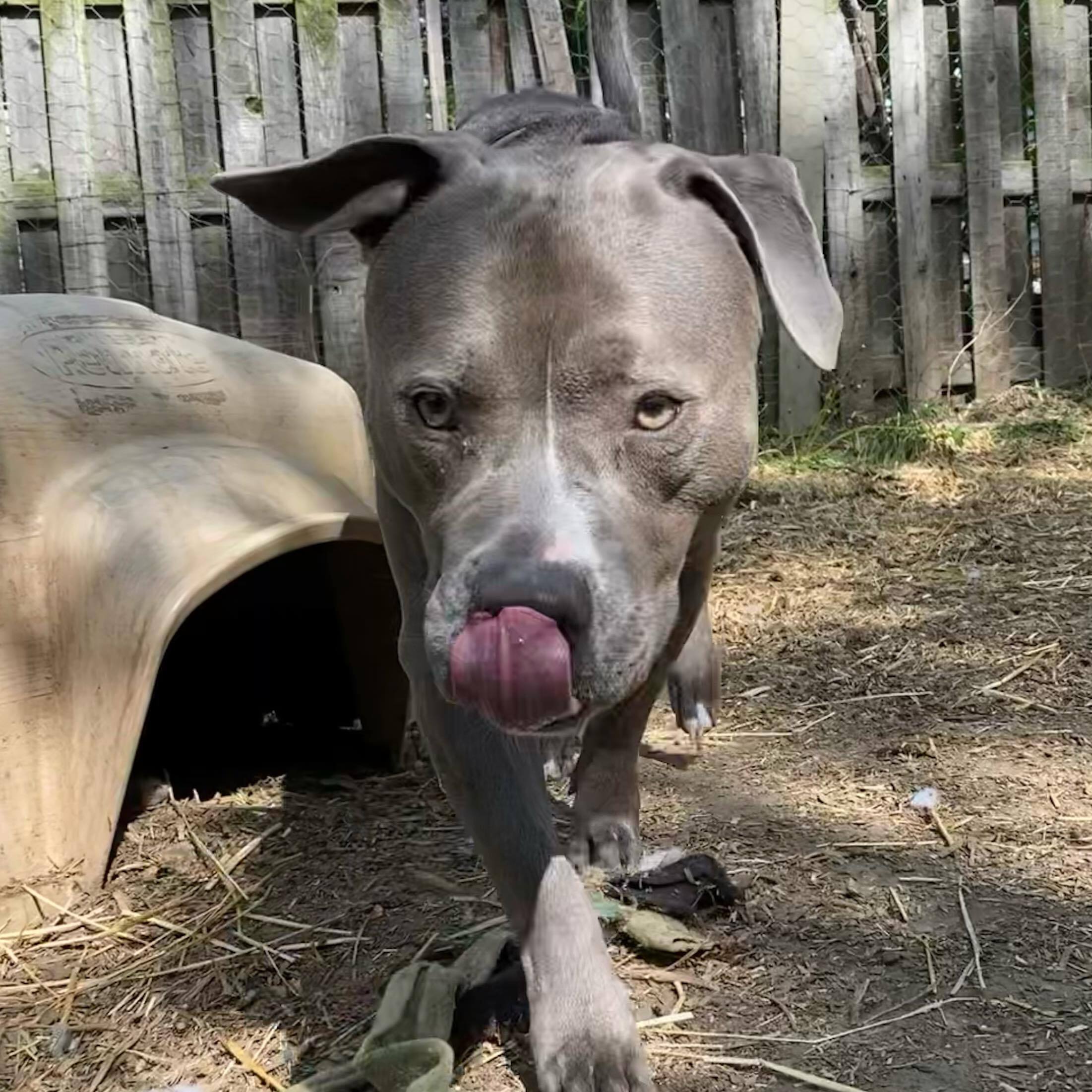 Carl, an adoptable Bull Terrier in Rochester, NY, 14609 | Photo Image 2