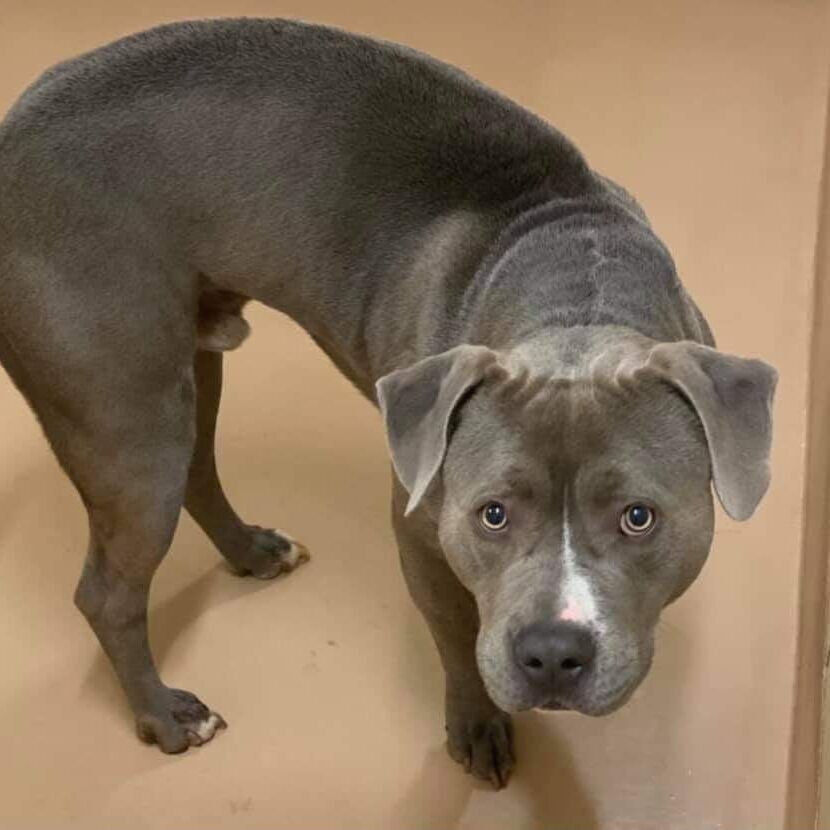 Carl, an adoptable Bull Terrier in Rochester, NY, 14609 | Photo Image 3