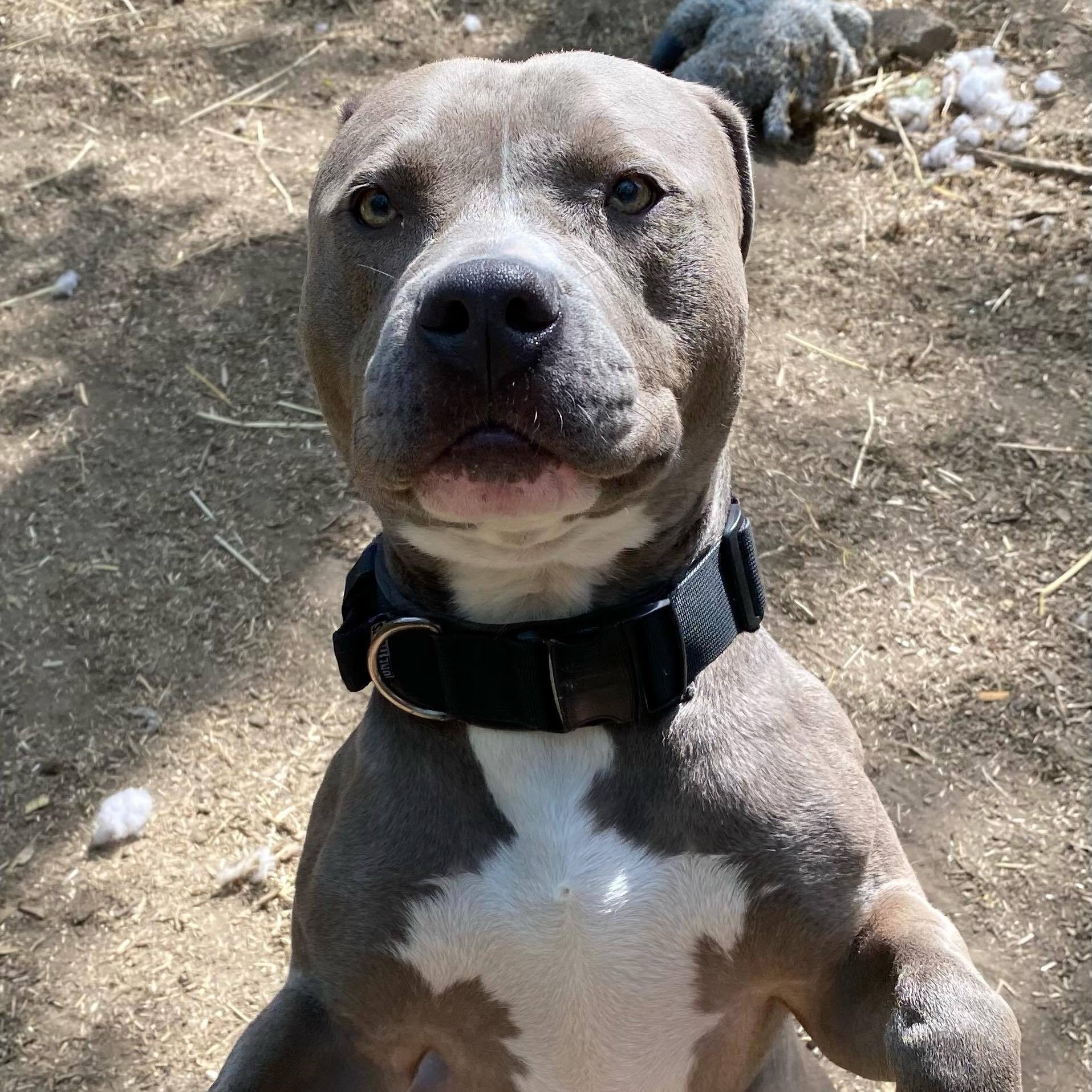 Carl, an adoptable Bull Terrier in Rochester, NY, 14609 | Photo Image 4