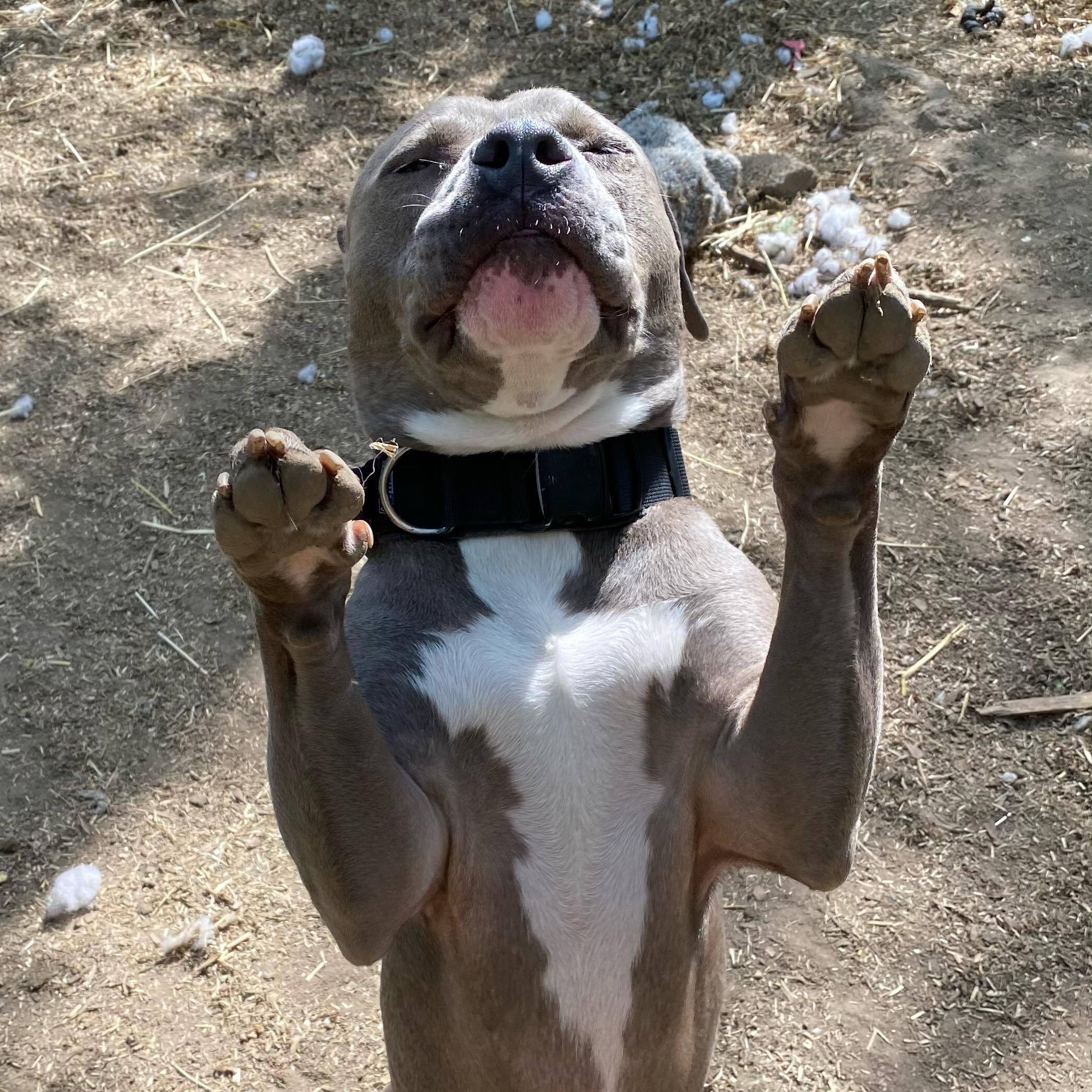 Carl, an adoptable Bull Terrier in Rochester, NY, 14609 | Photo Image 5