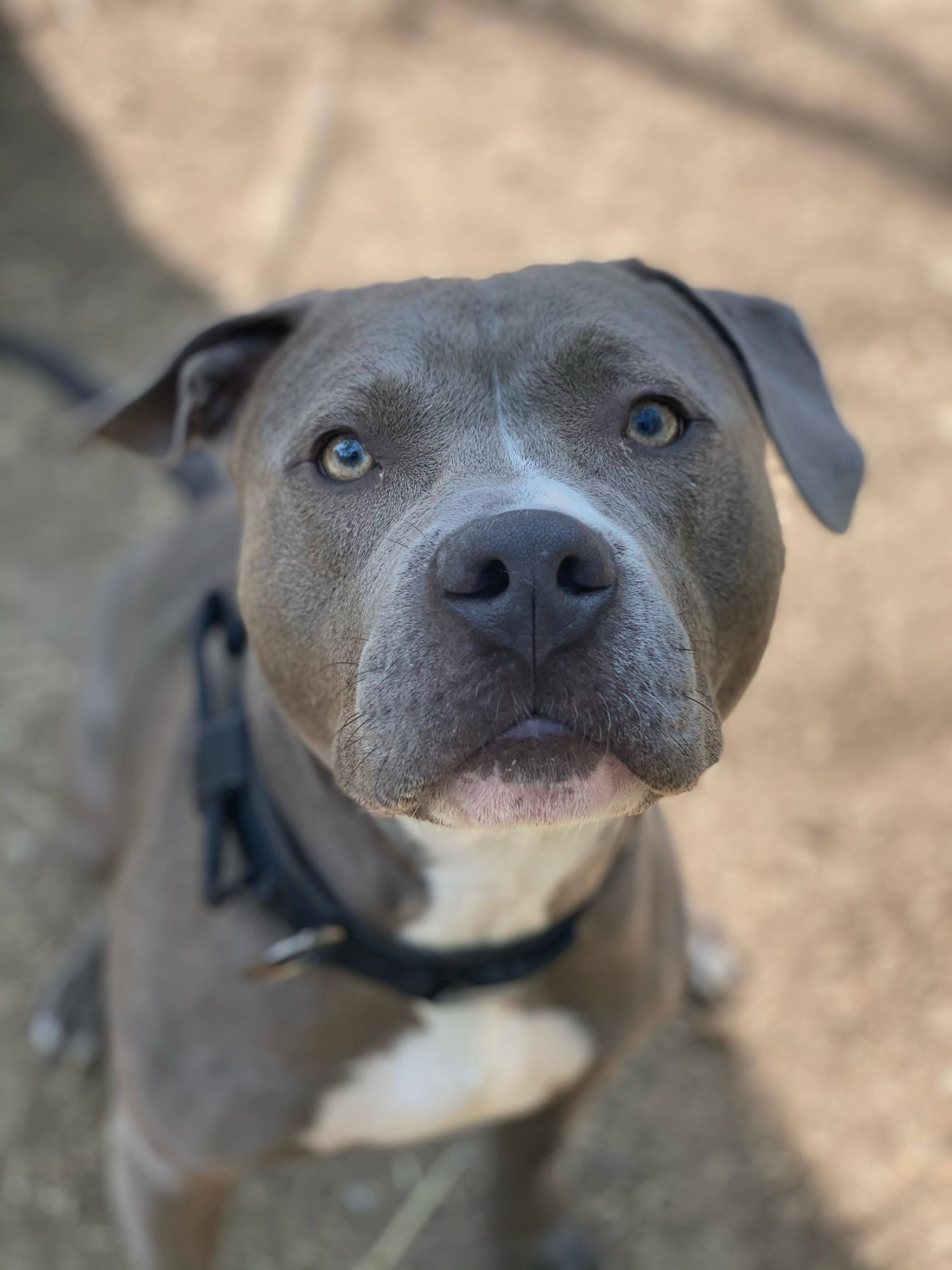 Carl, an adoptable Bull Terrier in Rochester, NY, 14609 | Photo Image 6