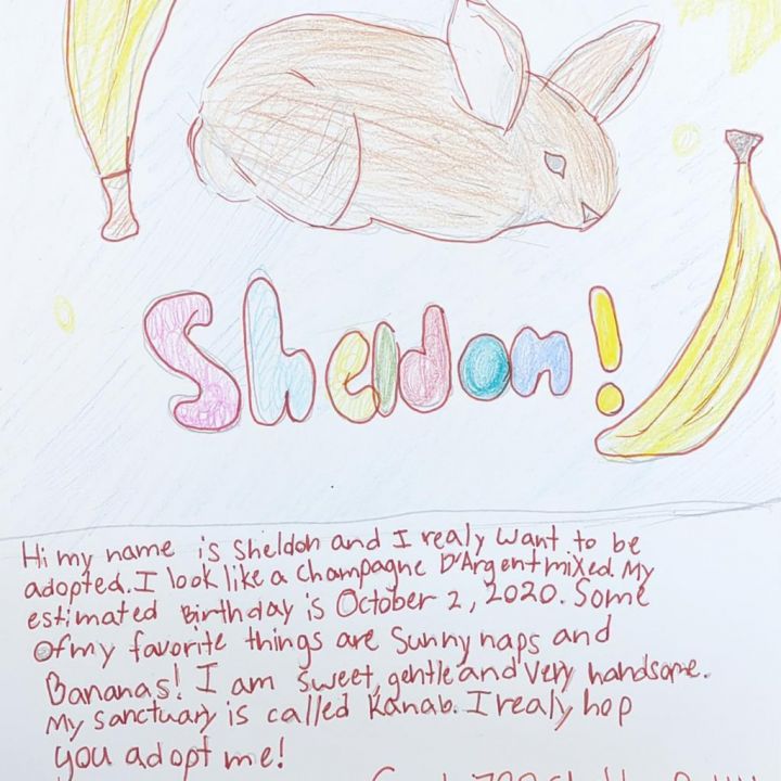 Sheldon 4