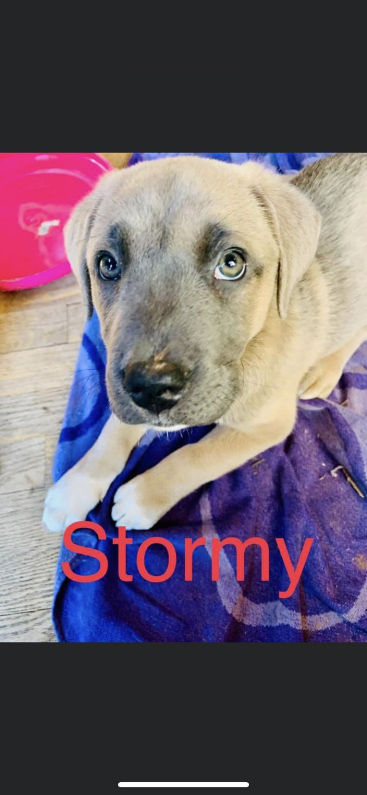 Stormy, an adopted Black Mouth Cur Mix in Toms River, NJ_image-4