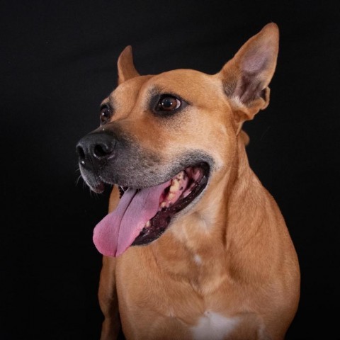 Clara Holiday, an adoptable Shepherd, Hound in Allen, TX, 75013 | Photo Image 1