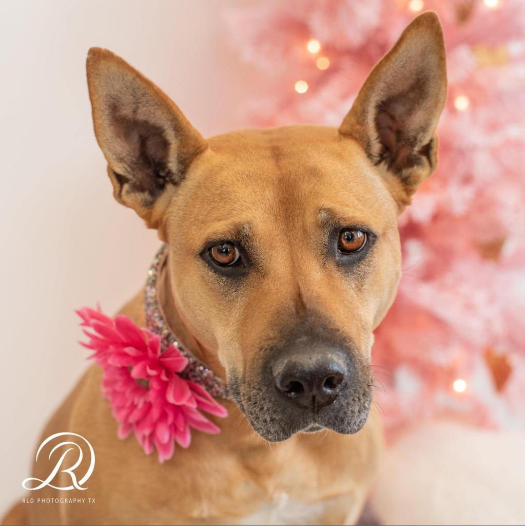 Clara Holiday, an adoptable Shepherd, Hound in Allen, TX, 75013 | Photo Image 1