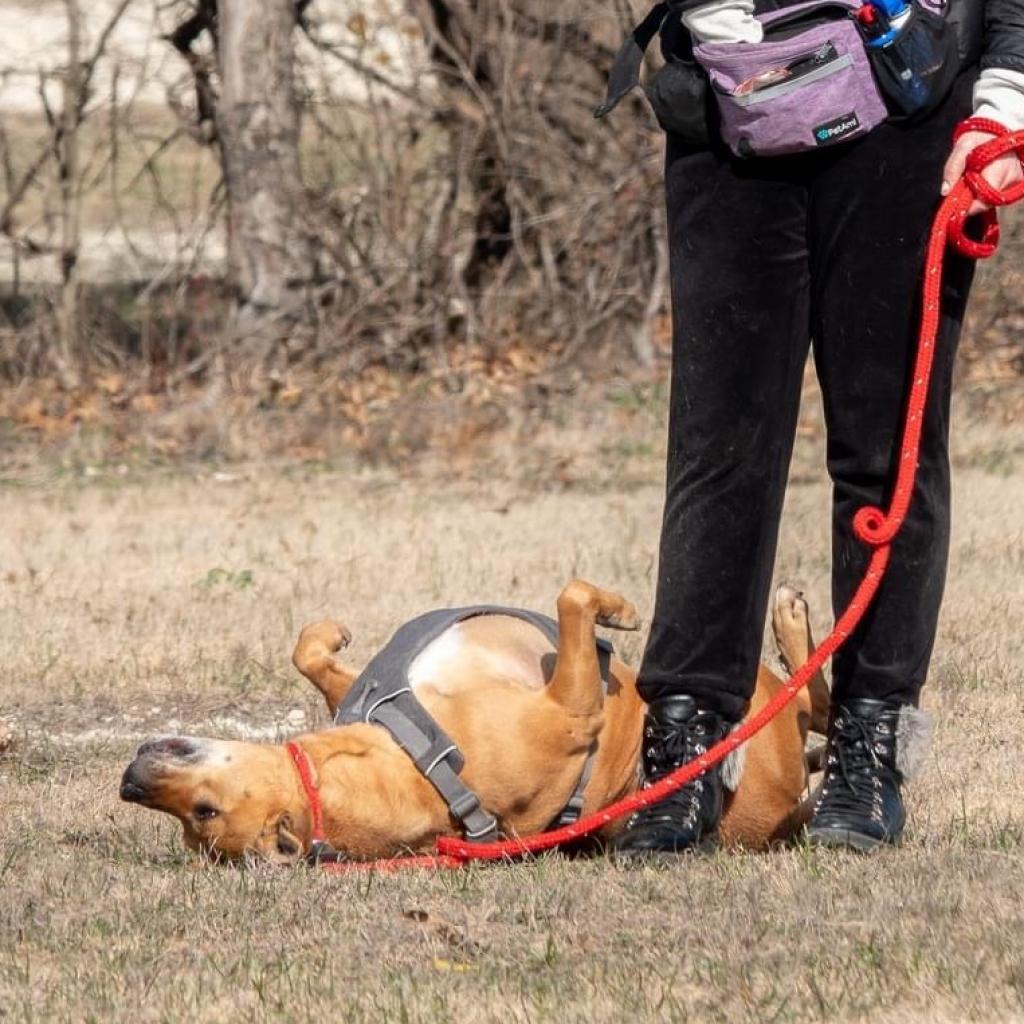 Clara Holiday, an adoptable Shepherd, Hound in Allen, TX, 75013 | Photo Image 3