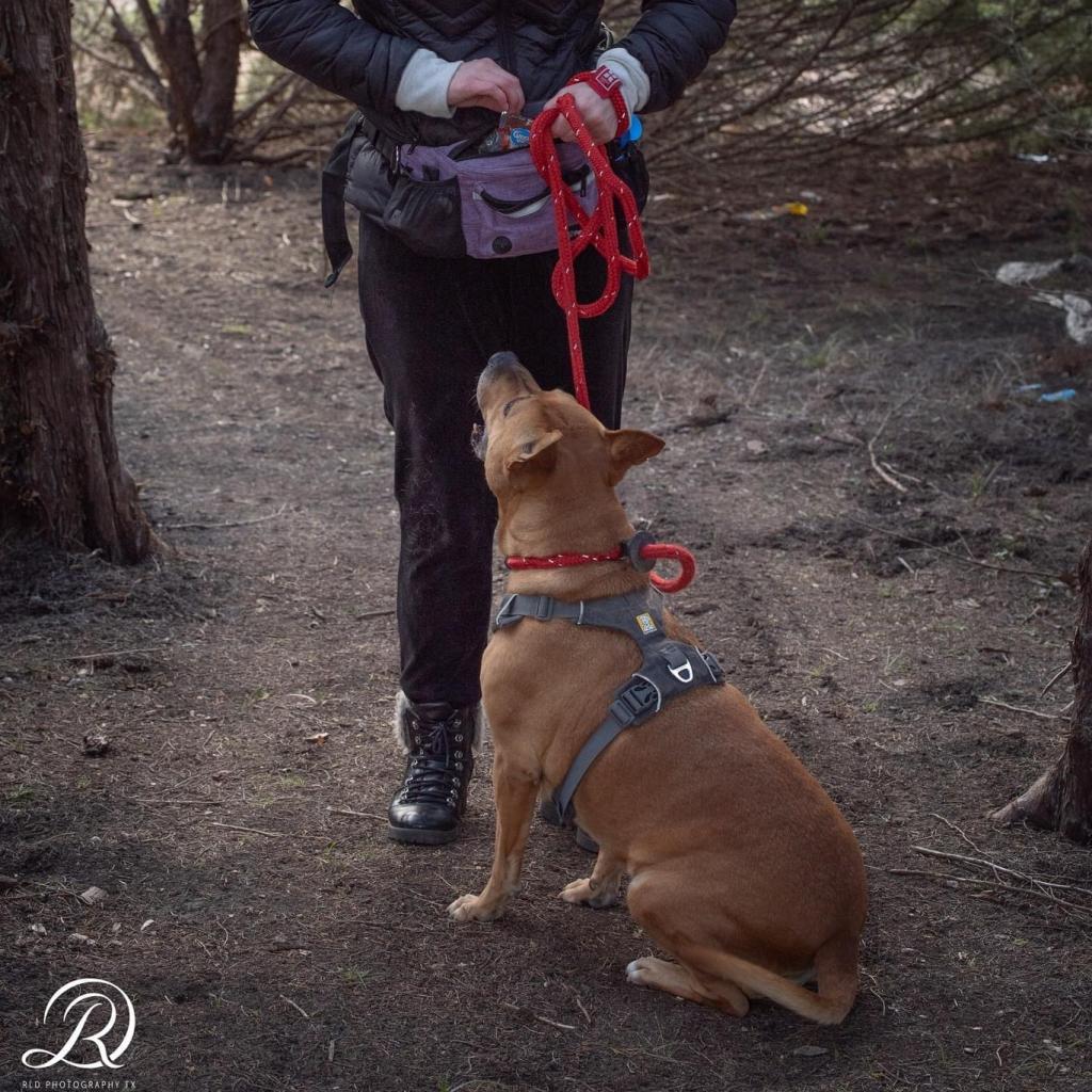 Clara Holiday, an adoptable Shepherd, Hound in Allen, TX, 75013 | Photo Image 4