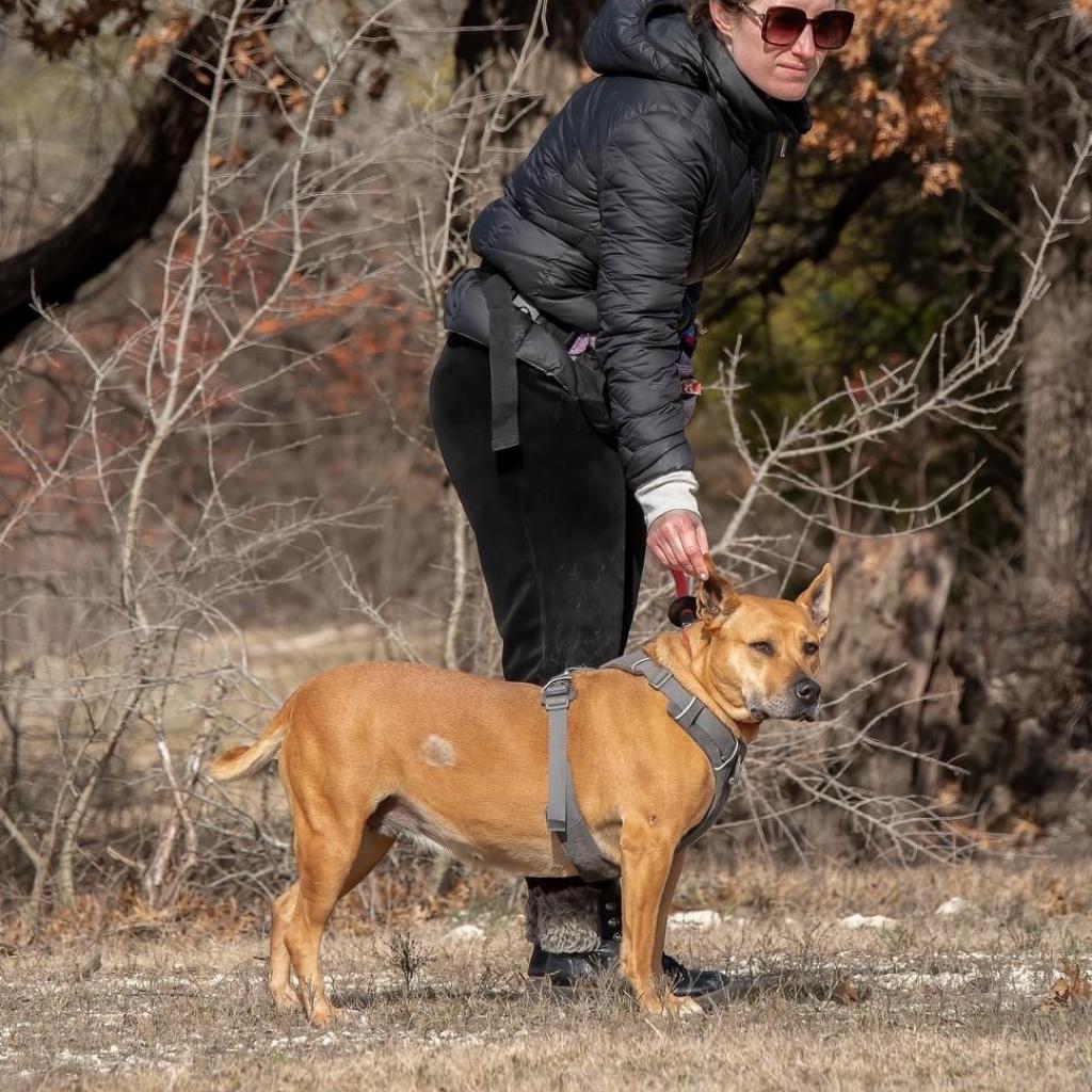 Clara Holiday, an adoptable Shepherd, Hound in Allen, TX, 75013 | Photo Image 5