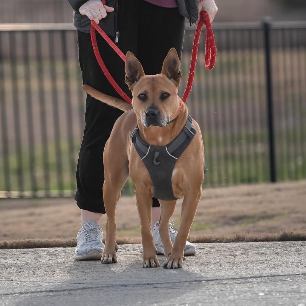 Clara Holiday, an adoptable Shepherd, Hound in Allen, TX, 75013 | Photo Image 6