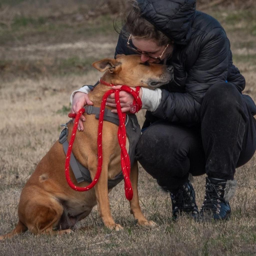 Clara Holiday, an adoptable Shepherd, Hound in Allen, TX, 75013 | Photo Image 6