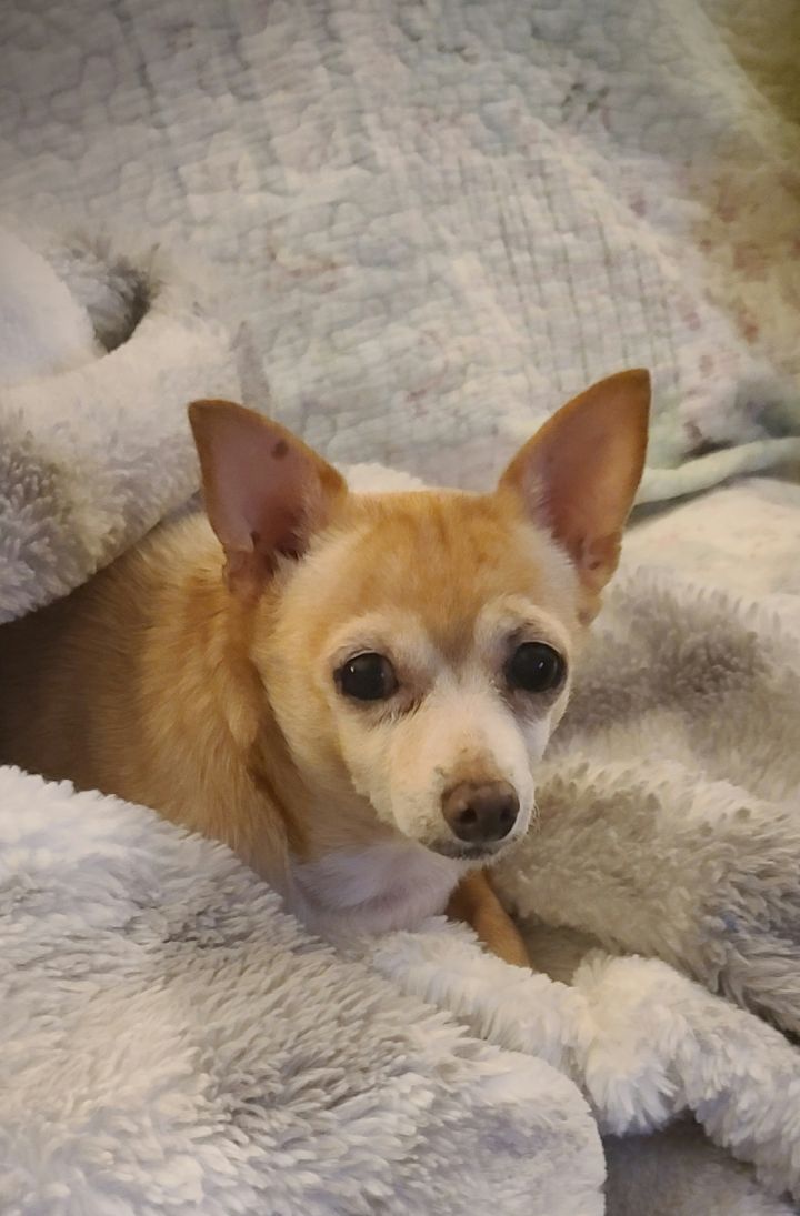 Dog for adoption Rainie, a Chihuahua in Ladson, SC