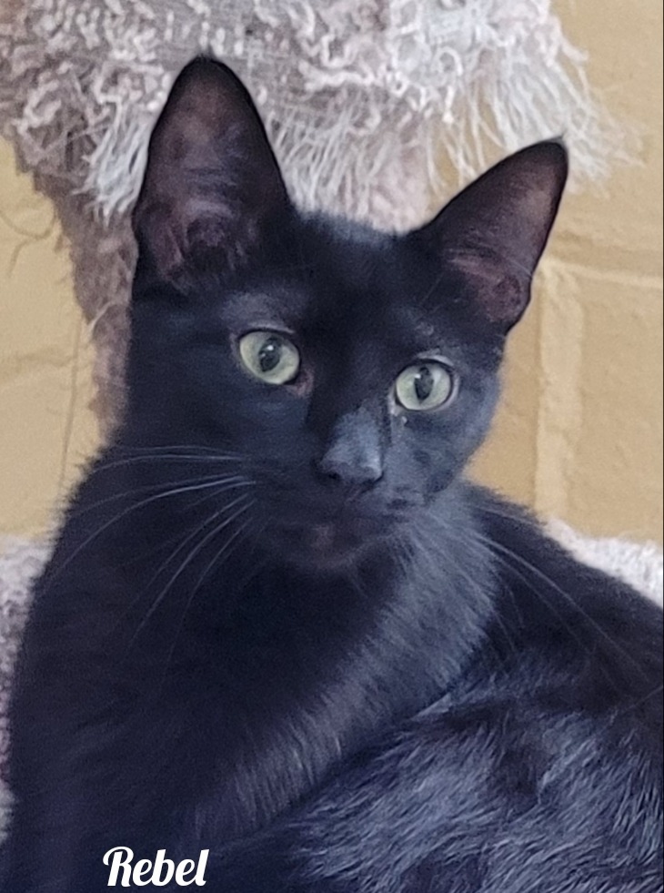 Rebel, an adoptable Domestic Short Hair in Cedar Rapids, IA, 52404 | Photo Image 1