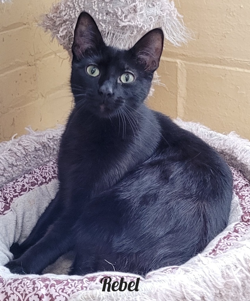 Rebel, an adoptable Domestic Short Hair in Cedar Rapids, IA, 52404 | Photo Image 2