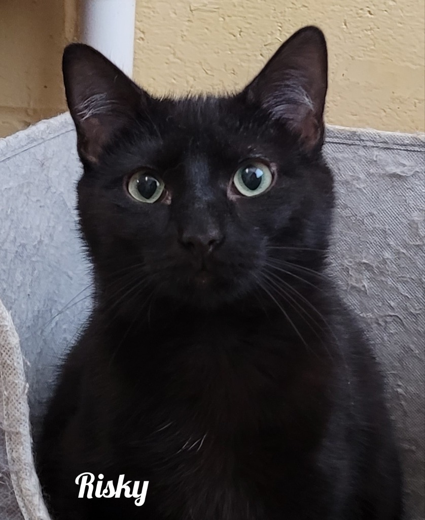 Risky, an adoptable Domestic Short Hair in Cedar Rapids, IA, 52404 | Photo Image 1