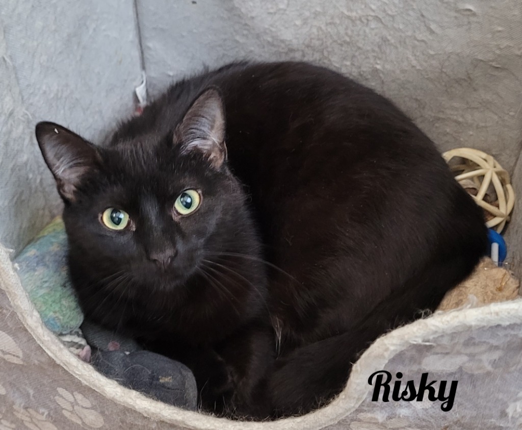 Risky, an adoptable Domestic Short Hair in Cedar Rapids, IA, 52404 | Photo Image 2