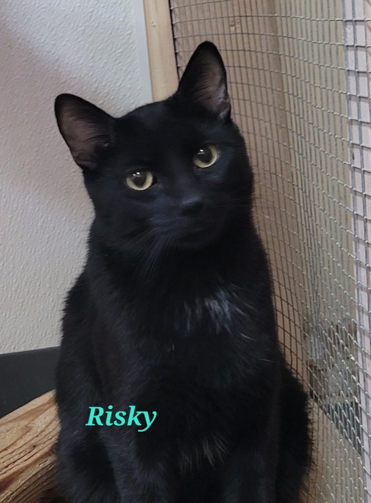 Risky, an adoptable Domestic Short Hair in Cedar Rapids, IA, 52404 | Photo Image 3