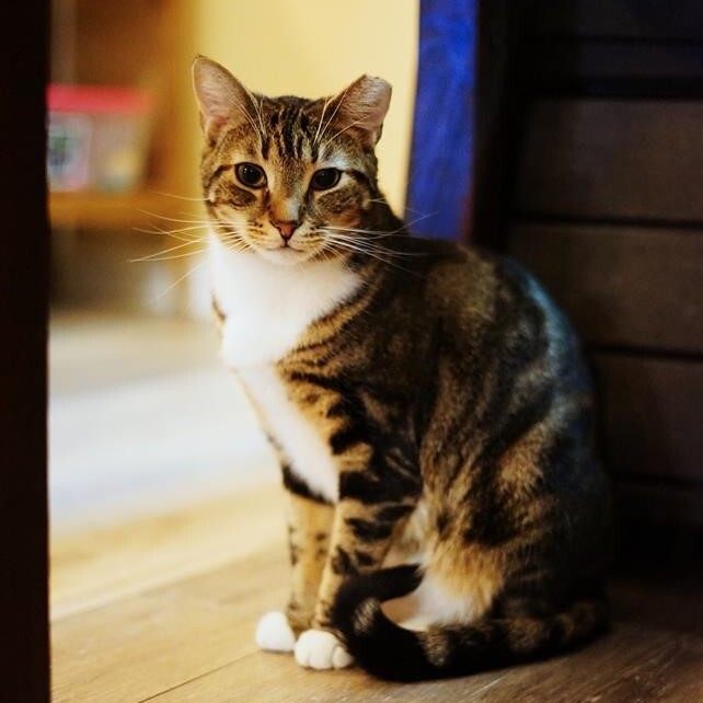 Bridget, an adoptable Domestic Short Hair in Huntington, NY, 11743 | Photo Image 1