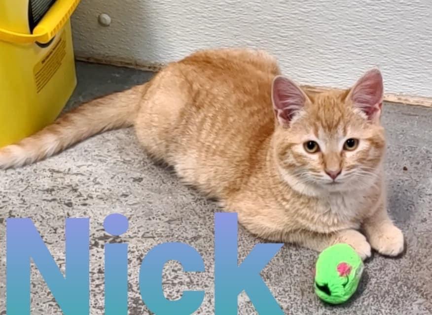 Nick, an adoptable Domestic Short Hair in Hastings, NE, 68901 | Photo Image 1