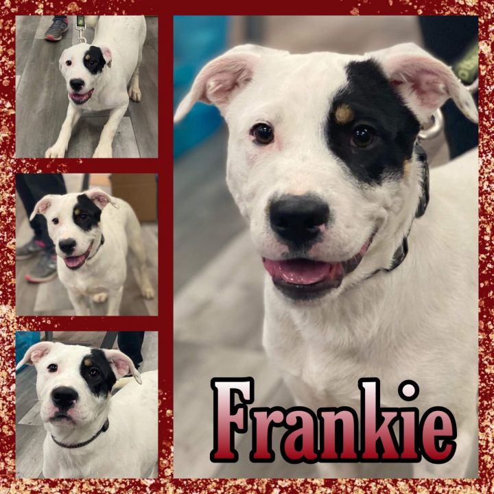 Frankie 1
