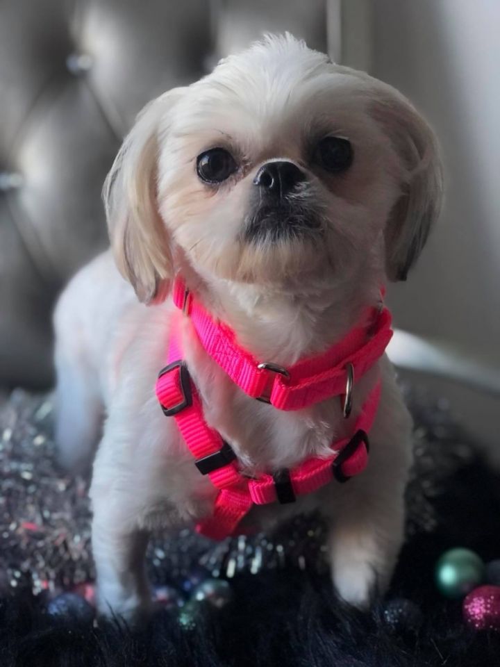 Dog For Adoption Tinsel And Glitter A Shih Tzu In Shakopee Mn Petfinder