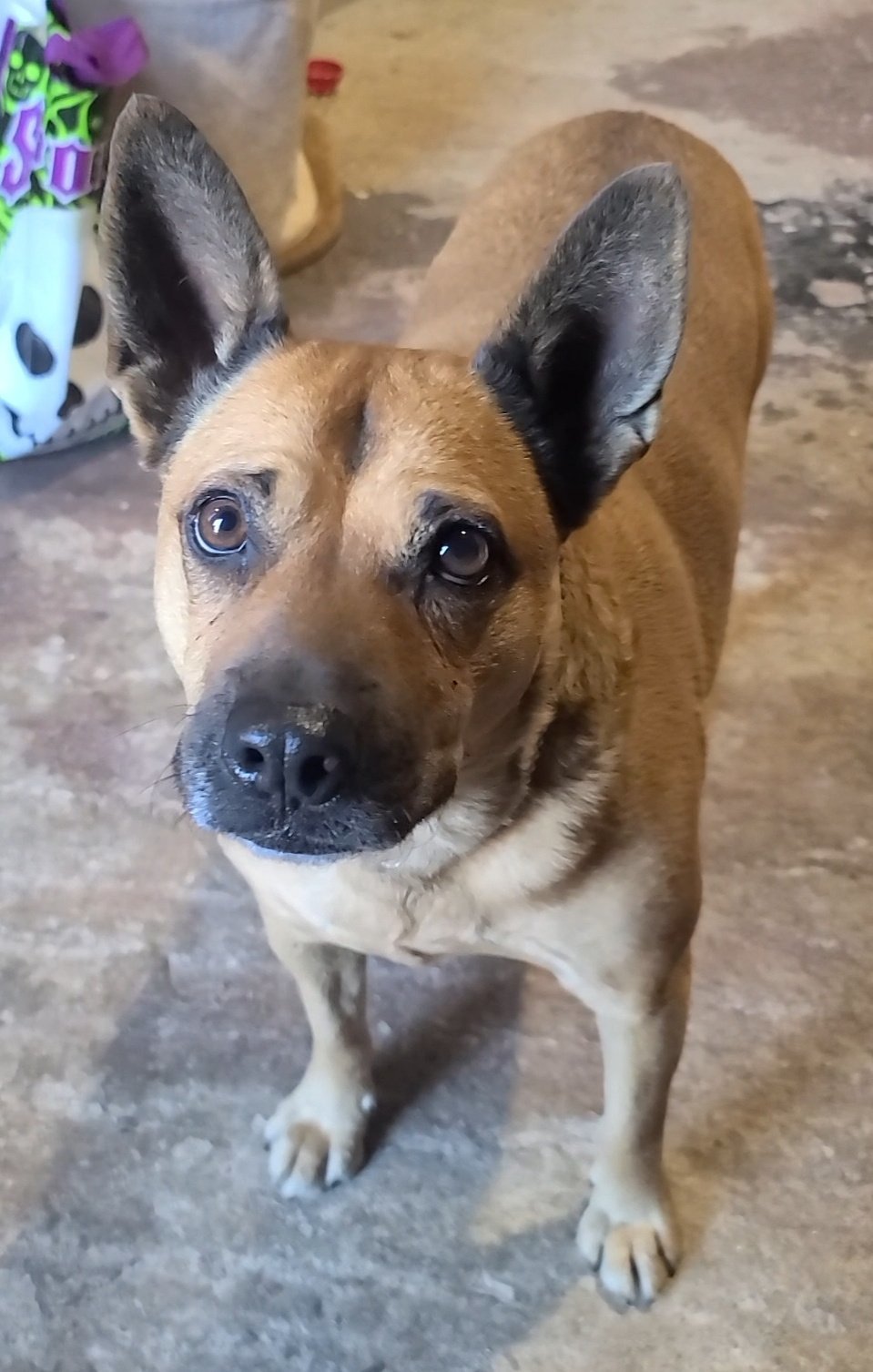 Shirley, an adoptable German Shepherd Dog, Chow Chow in Locust Grove, GA, 30248 | Photo Image 1