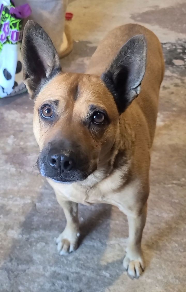 Chow chow mixed store with german shepherd