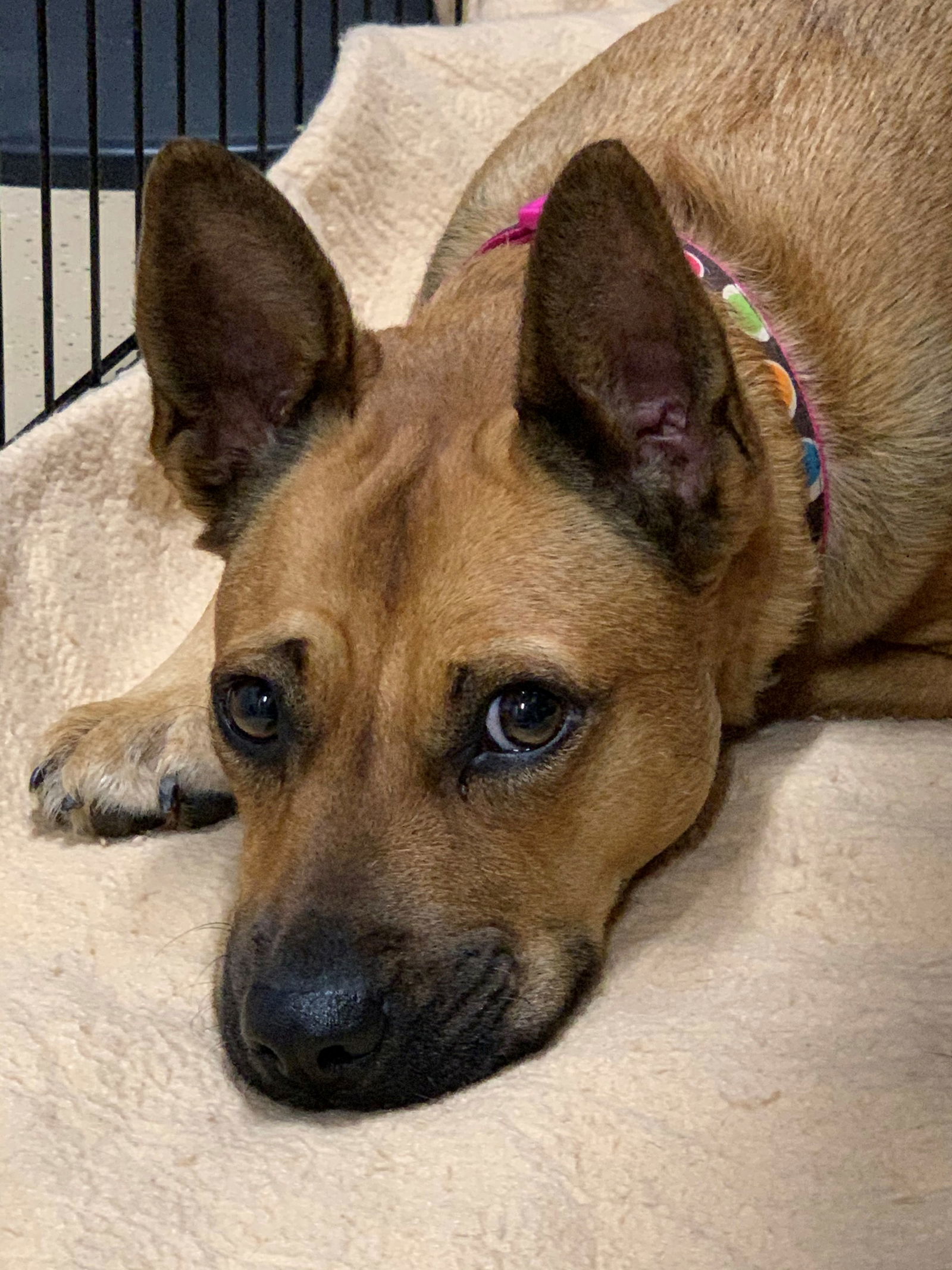 Shirley, an adoptable German Shepherd Dog, Chow Chow in Locust Grove, GA, 30248 | Photo Image 2