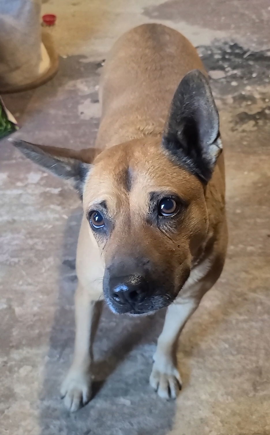 Shirley, an adoptable German Shepherd Dog, Chow Chow in Locust Grove, GA, 30248 | Photo Image 3