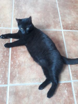 Solid Black TeenagerCOURTESY LISTING Emerald is a solid black kitty of 8 mos and is FIV positive