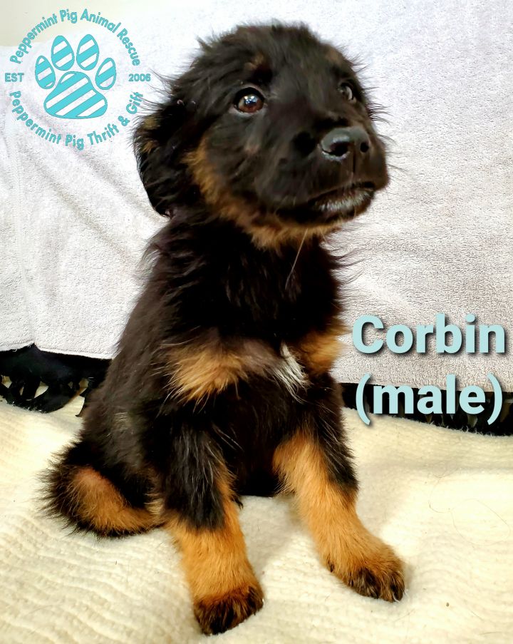 Dog For Adoption Corbin Adoption Pending An Australian Shepherd Catahoula Leopard Dog Mix In Cincinnati Oh Petfinder