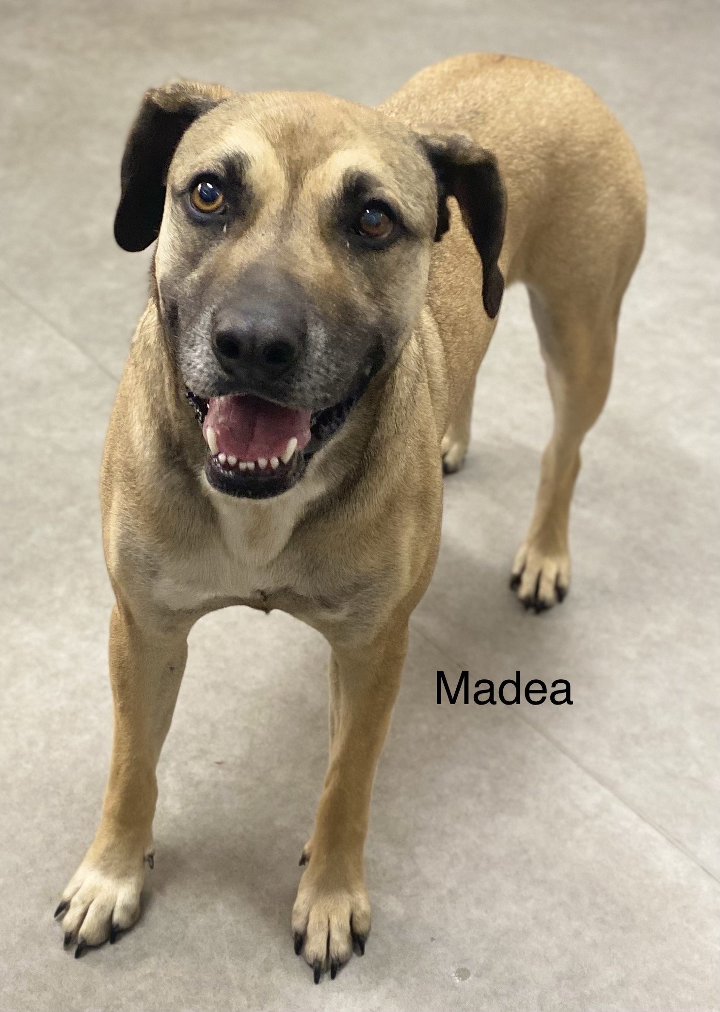 Madea, an adoptable Black Mouth Cur in Gun Barrel City, TX, 75147 | Photo Image 1