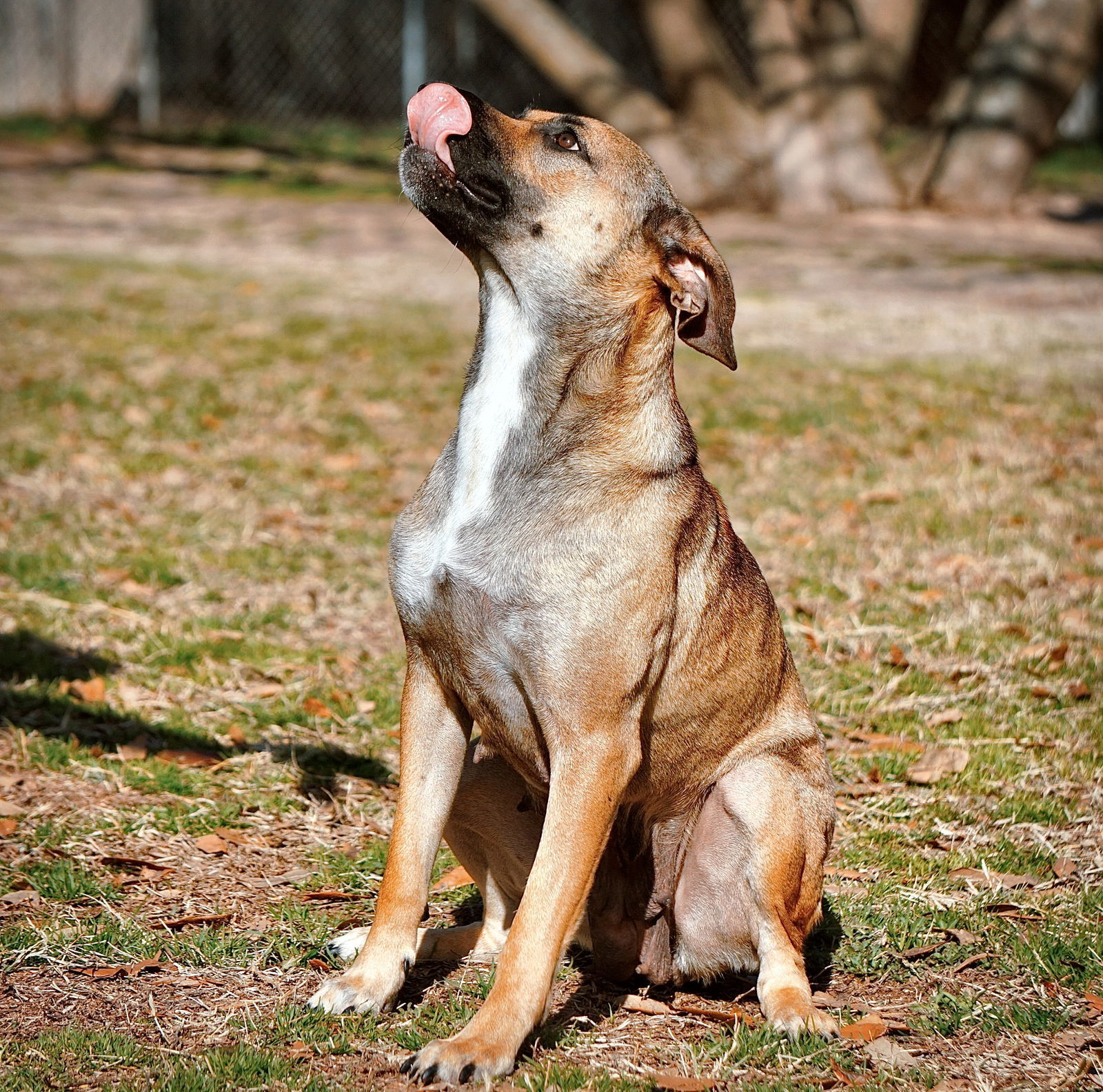 Madea, an adoptable Black Mouth Cur in Gun Barrel City, TX, 75147 | Photo Image 2