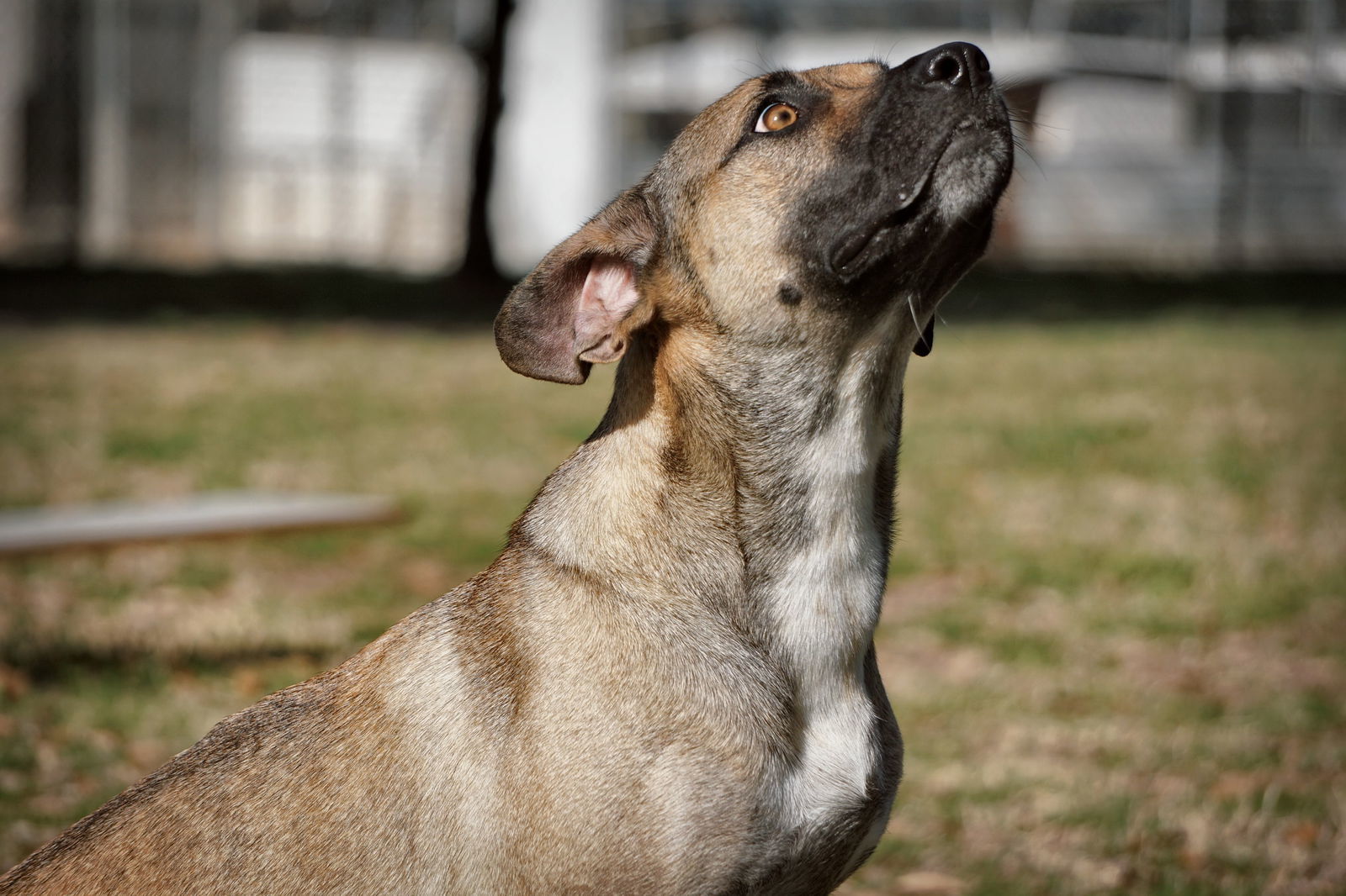 Madea, an adoptable Black Mouth Cur in Gun Barrel City, TX, 75147 | Photo Image 3