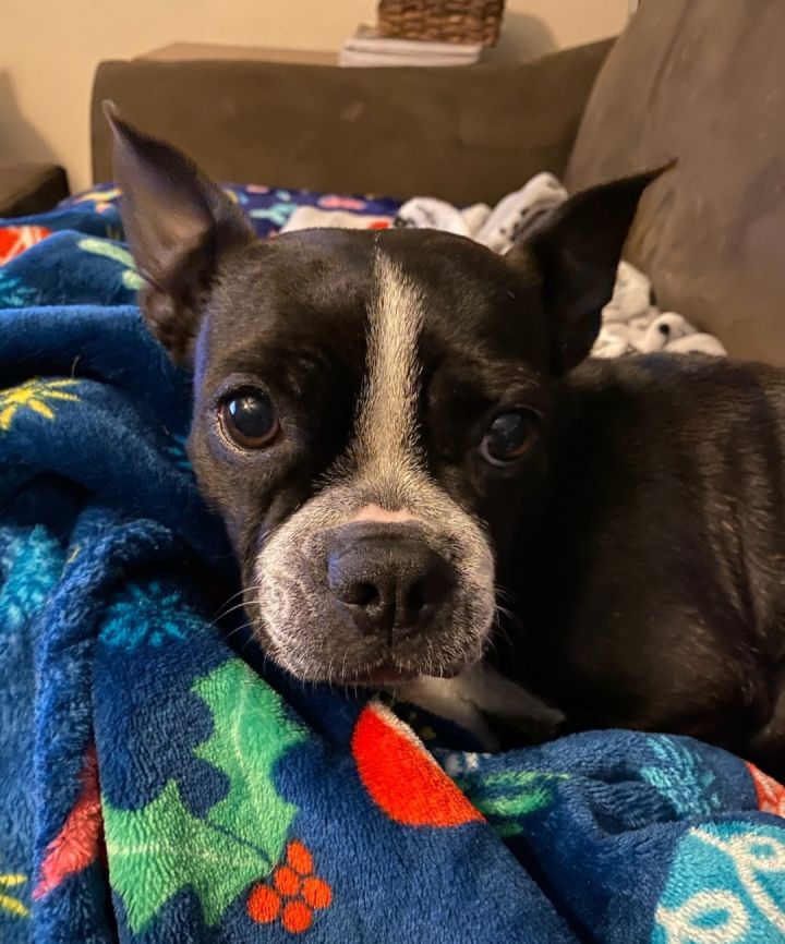 Dog for adoption MARGAUX Pending!!, a Boston Terrier