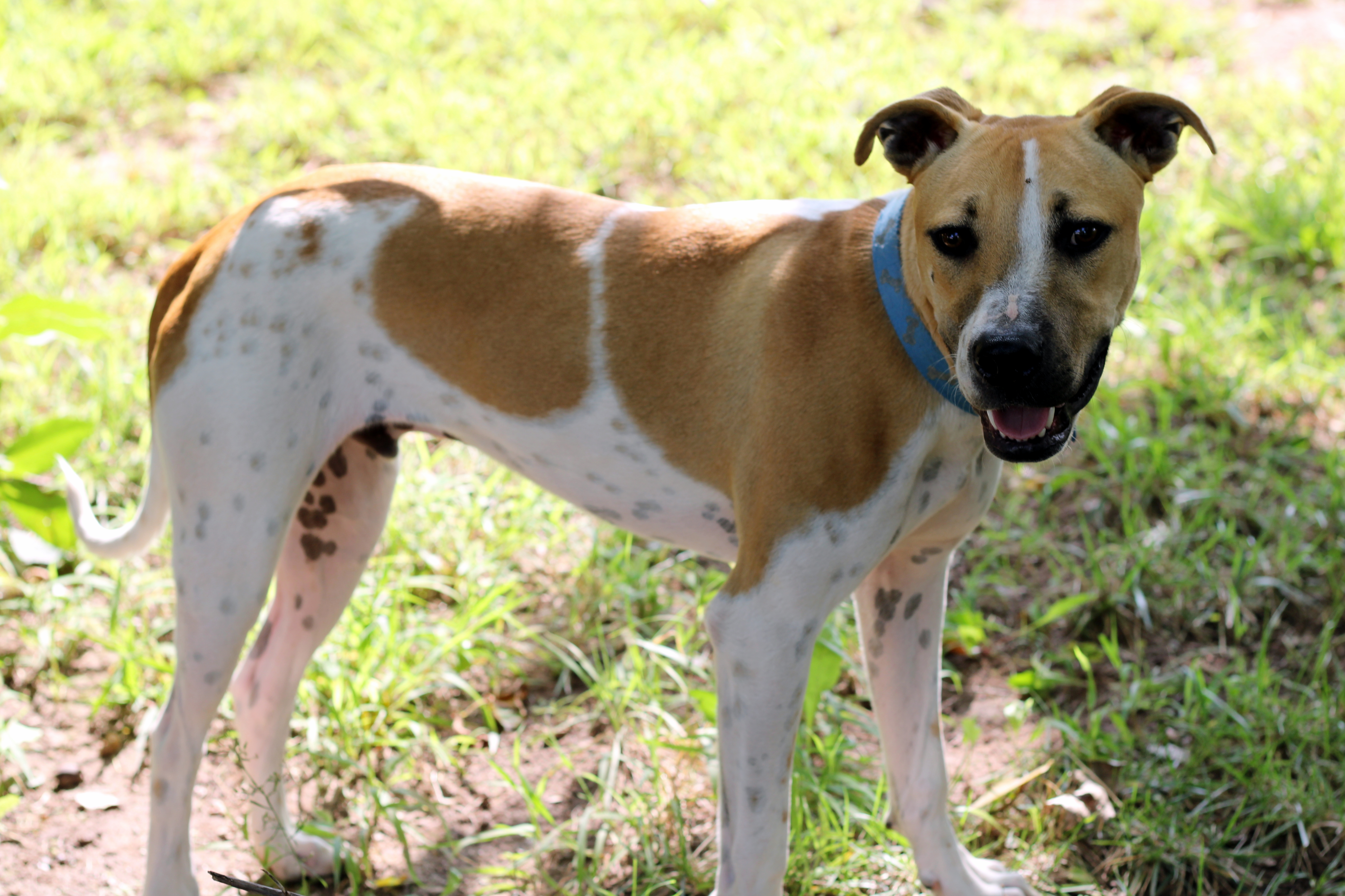 Joe, an adoptable Boxer, Australian Shepherd in Oklahoma City, OK, 73127 | Photo Image 3