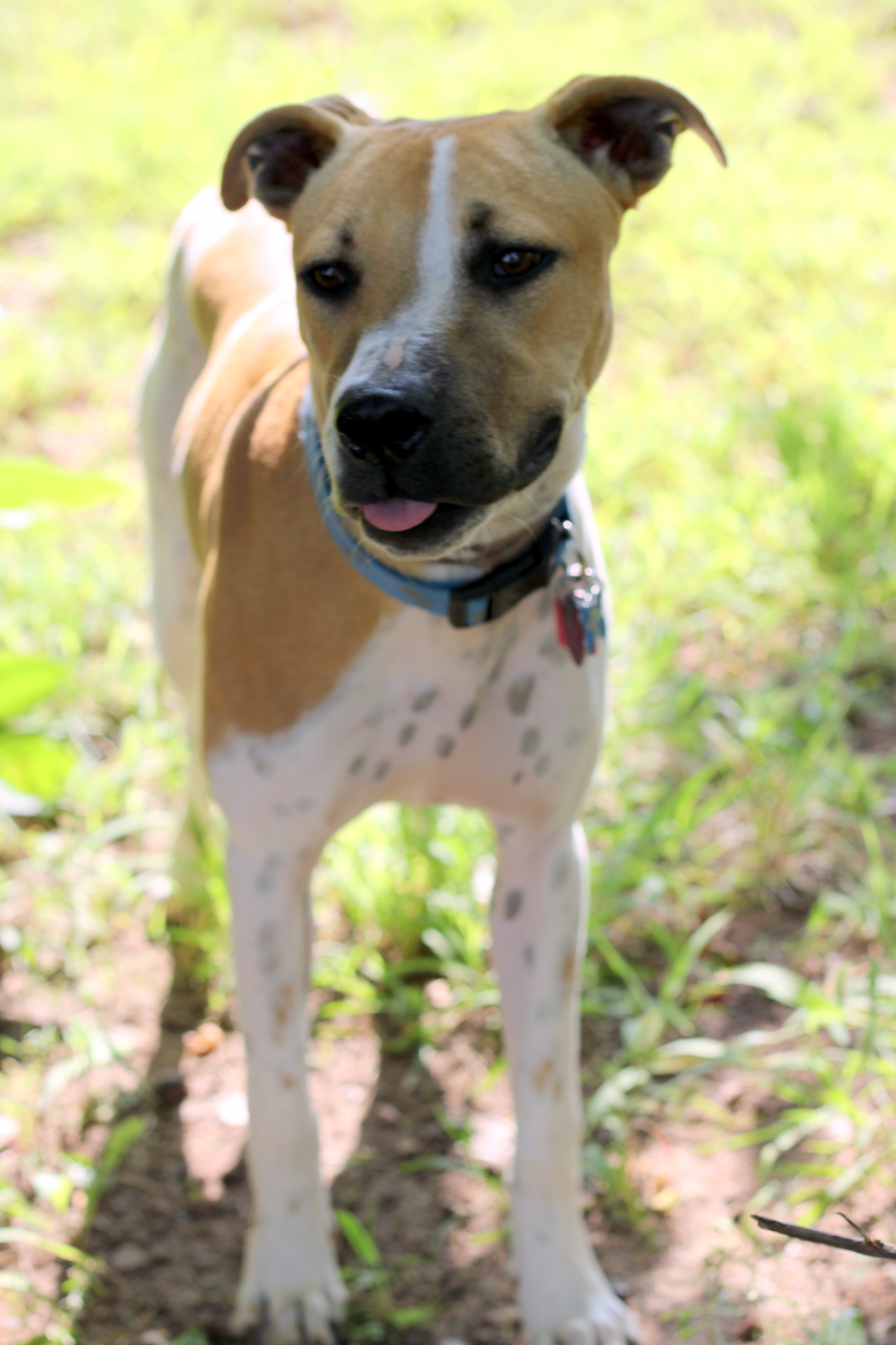 Joe, an adoptable Boxer, Australian Shepherd in Oklahoma City, OK, 73127 | Photo Image 4