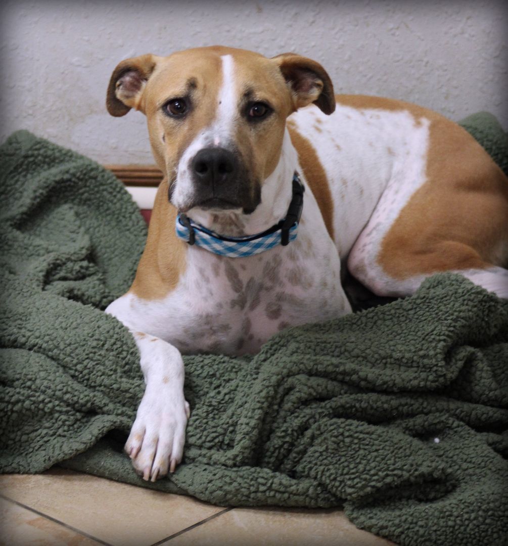 Joe, an adoptable Boxer, Australian Shepherd in Oklahoma City, OK, 73127 | Photo Image 1