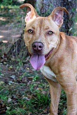 Jack, an adoptable Pit Bull Terrier in Oklahoma City, OK, 73127 | Photo Image 3