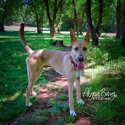Fuse, an adoptable Husky, Shepherd in Oklahoma City, OK, 73127 | Photo Image 2