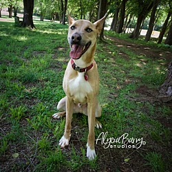 Fuse, an adoptable Husky, Shepherd in Oklahoma City, OK, 73127 | Photo Image 3