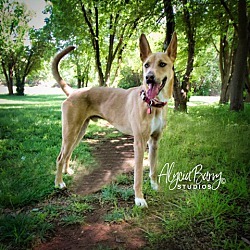 Fuse, an adoptable Husky, Shepherd in Oklahoma City, OK, 73127 | Photo Image 1