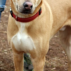 Fuse, an adoptable Husky, Shepherd in Oklahoma City, OK, 73127 | Photo Image 4