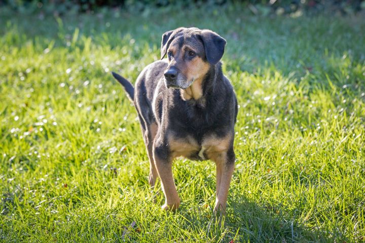 Dog For Adoption Mo A Rottweiler German Shepherd Dog Mix In Atlanta Ga Petfinder