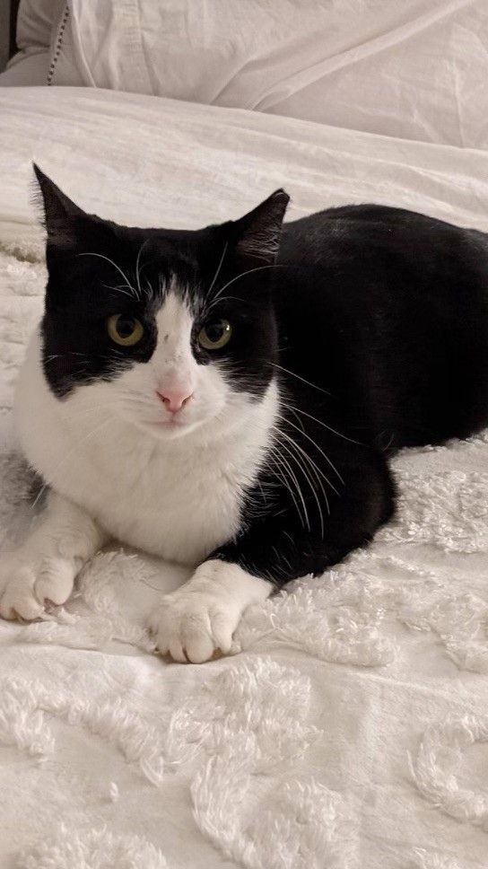 Lucy Poe 0320 bonded w Patty, an adoptable Domestic Short Hair in West Bloomfield, MI, 48325 | Photo Image 2