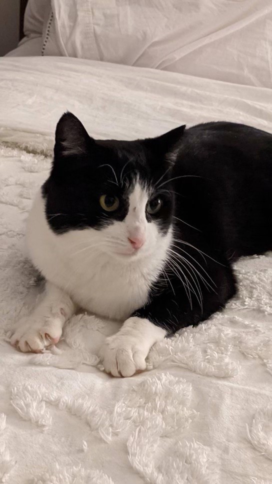 Lucy Poe 0320 bonded w Patty, an adoptable Domestic Short Hair in West Bloomfield, MI, 48325 | Photo Image 3