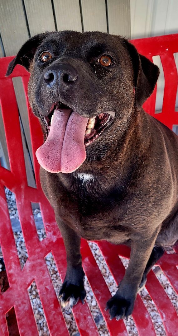 Angel, an adoptable Labrador Retriever in Lowell, AR, 72745 | Photo Image 1